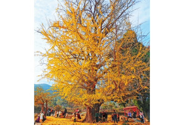 湖湘地理丨湖南最老银杏2500岁 为什么银杏容易出“寿星”