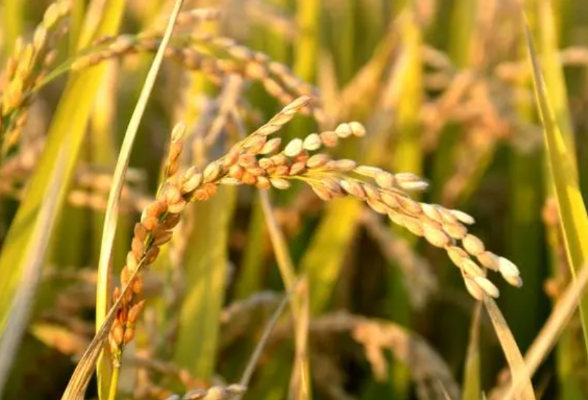 工业强县稻菽飘香——看长沙县如何大力发展粮食生产