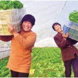 温室大棚笑声朗