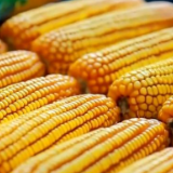 牢牢把住粮食安全主动权 各地综合发力夯实粮食产能基础