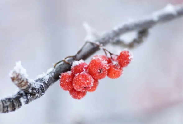 湖南发布低温雨雪冰冻黄色预警，长沙湘潭等地将出现雨凇或积雪