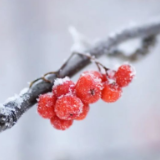 湖南发布低温雨雪冰冻黄色预警，长沙湘潭等地将出现雨凇或积雪