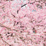 “真的想邀请总书记来看一下武汉的樱花”