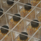 习近平海南行丨植根“南繁硅谷” 做强种业“芯片”——走进崖州湾种子实验室