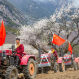 一年之计在于春丨特写：藏北桃花谷 细雨迎春耕