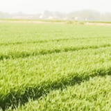 河南濮阳：加强病虫害防控 促进晚播小麦苗情转化