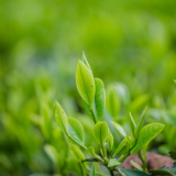 云南腾冲：茶旅融合助力乡村振兴