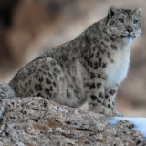 珍惜，珍稀生灵