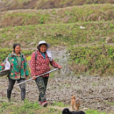 春耕正当时丨彭水山间梯田美如画 村民弹奏春耕曲