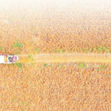 把盐碱地变成丰产田