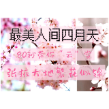 最美人间四月天！80秒带你“云”赏张掖大地繁花似锦