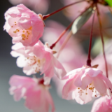 河南汝阳：繁花似锦满眼春