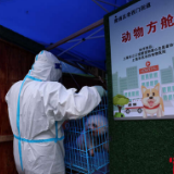 探访上海首个“动物方舱”：疫情下的温情与守护