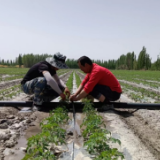 乡村振兴看新疆丨土地流转“转”出乡村振兴新“生机”