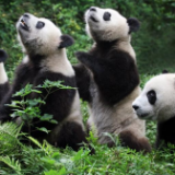 青藏高原等区域将新设一批国家公园