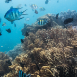 续写春天的故事|山东烟台:耕牧"蓝色粮仓"