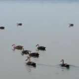 劳动最光荣 奋斗最幸福 | 耿思玉:行走的鸟类“百科全书”