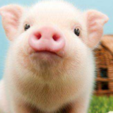 “95后”抗疫小伙变身“宠物保姆”:照看它们也在治愈自己