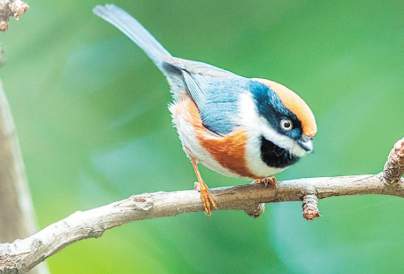 100多种鸟类在省植物园安家