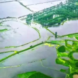 陕西安康：以“硒”兴业 以“硒”富民