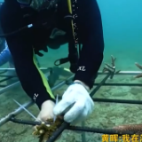 面对面丨“珊瑚妈妈”黄晖：种出一片“海底森林”
