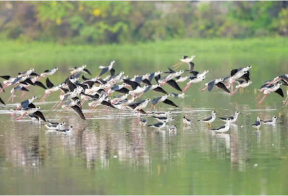 鸟界“超模” 空中走秀