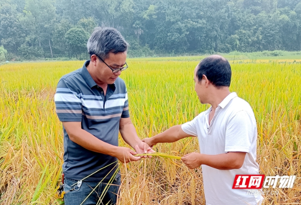 田野上最亮的星︱高级农艺师唐明贵：30年如一日耕耘在稻田