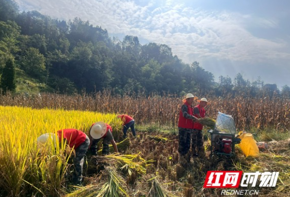 湘西永顺：金稻田间一抹志愿红