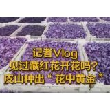 记者Vlog丨见过藏红花开花吗？皮山种出“花中黄金”