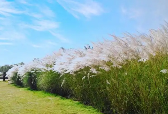 人民日报看湖南 | 一片芦苇的绿色转型