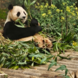 旅韩大熊猫“福宝”回国前最后一日展出，数千韩国民众送别