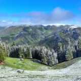 糖霜质感！新疆阿克塔斯草原现别样夏日飞雪