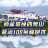 视频丨西藏曾经的荒山栽满100多种树