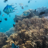 长江禁渔实施以来 水生生物总体恢复向好