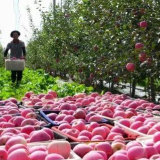 改革为人民丨“土特产” 鼓起乡亲们的“钱袋子”