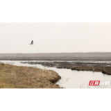 东洞庭湖上的候鸟“华尔兹”