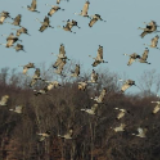 美国印第安纳：沙丘鹤成为冬季风景