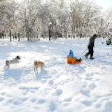 赏雪
