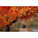 周末赏“枫景”