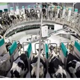 乳业湘企深耕全球高端奶粉市场