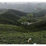 复苏，从一片茶叶开始——河南大别山区经济见闻