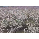 百花争艳的美景！各地不少花儿进入盛花期