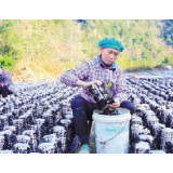 中央扶贫资金力度大下拨早