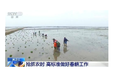 今年黑龙江全省粮食播种面积约2.155亿亩 同比增加43万亩