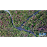 杜鹃花开景色美