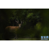 江苏大丰麋鹿种群数达5681头