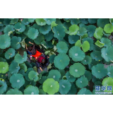 江南水乡“庆端午 划菱桶”