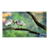 朱鹮栖息地以秦岭为中心向东亚扩展