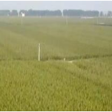 各地各部门全力保障粮食能源安全 为经济社会发展筑牢“安全线”