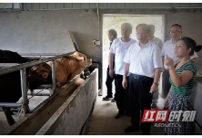 湖南省应急管理厅：全力支持三江村产业脱贫，与“养牛达人”作下约定